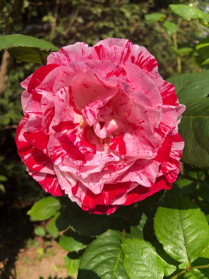 Le Chai De La Rose Spa Et Seances Bien Etre Doué-la-Fontaine Kültér fotó