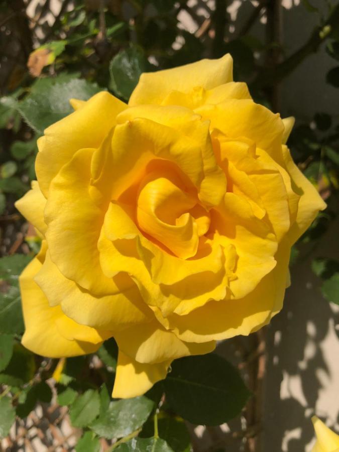Le Chai De La Rose Spa Et Seances Bien Etre Doué-la-Fontaine Kültér fotó
