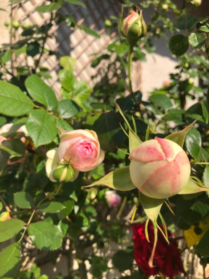 Le Chai De La Rose Spa Et Seances Bien Etre Doué-la-Fontaine Kültér fotó